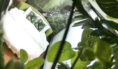 精品小旅馆绿叶房偷拍纹身社会男喝完红牛干得长发妹子高潮啊啊叫